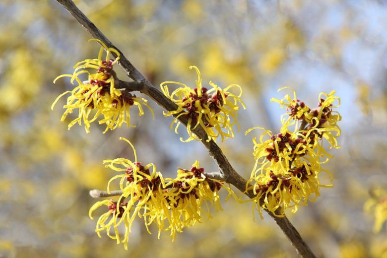 Hamamelis mollis, Chinese Witch Hazel - 18L (150/200)