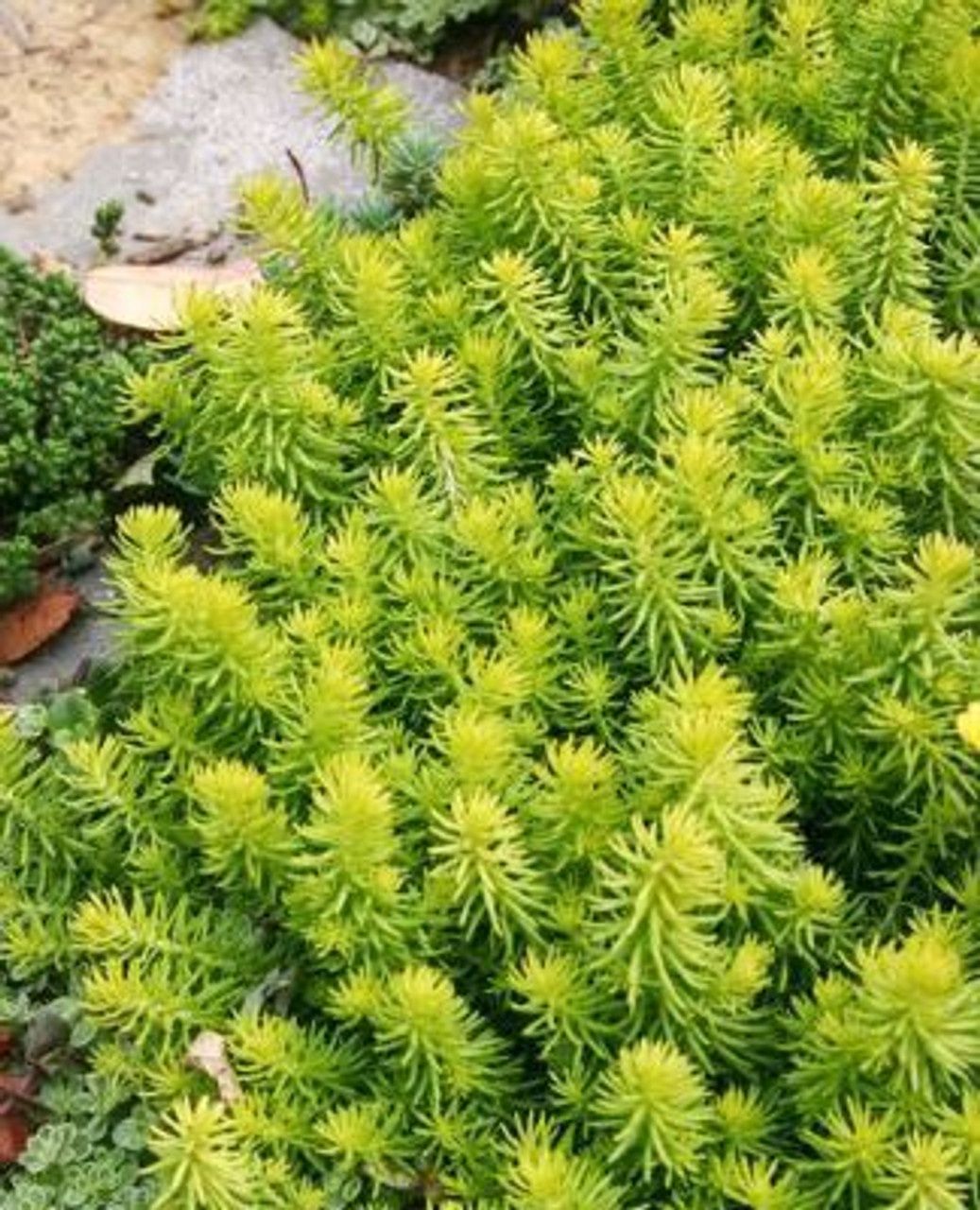Sedum Golden Planet - 2l