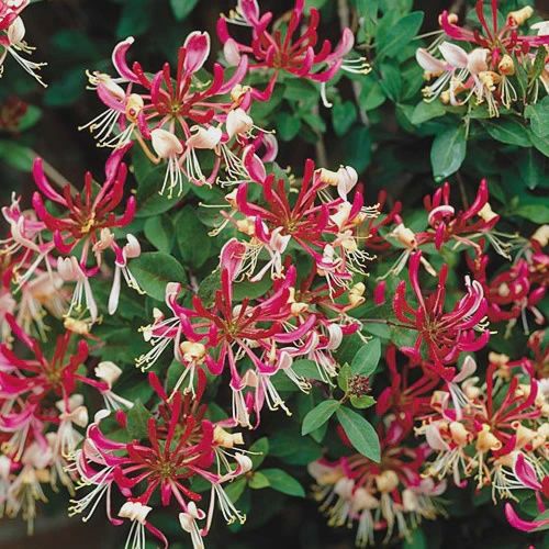 Lonicera p. Belgica - 2.5L