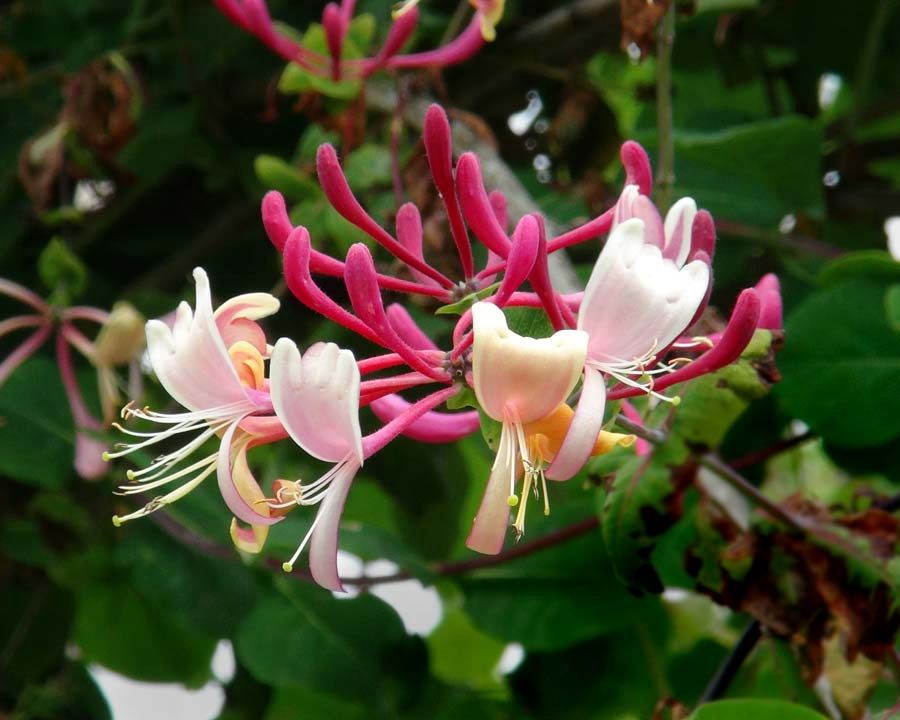 Lonicera caprifolium - 2.5L