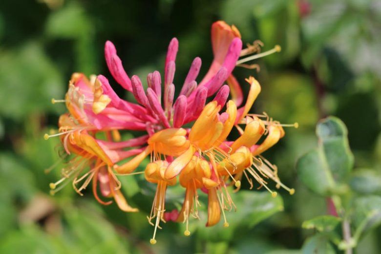 Lonicera x Gold Flame - Pb6.5