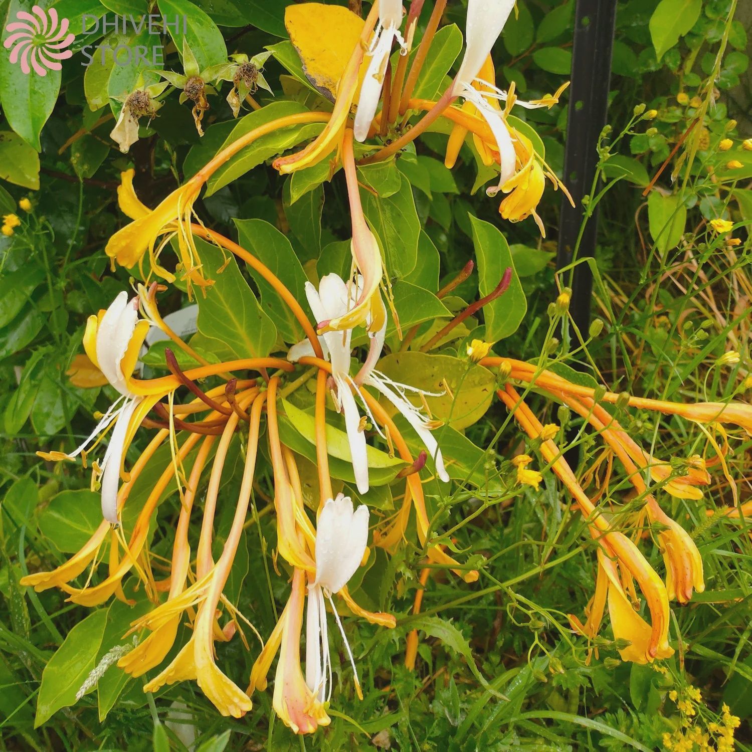 Lonicera hildebrandiana - 2.5L (50/90)