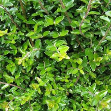 Lonicera n. Honey Hedge Green - tube (20/40)