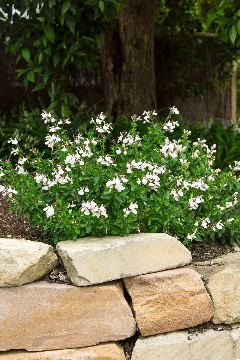 Salvia microphylla Glare