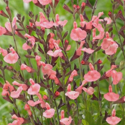 Salvia g. Salmon