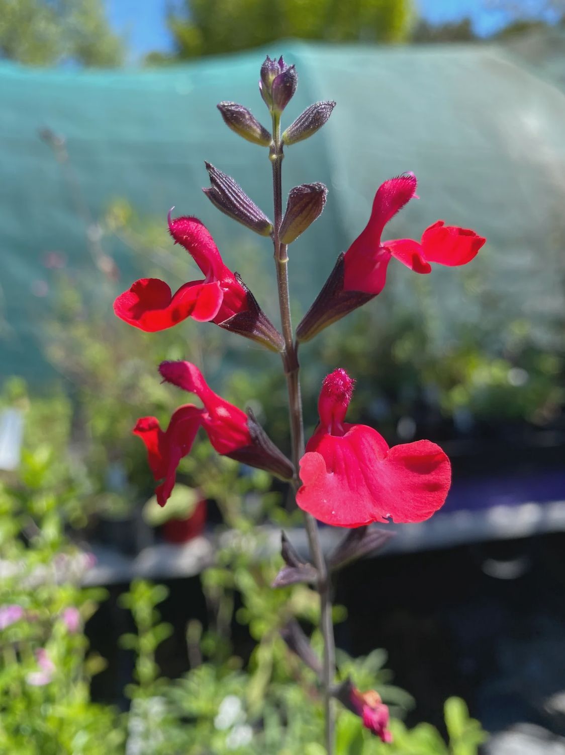 Salvia g. Crimson
