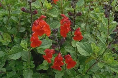 Salvia x Riverton Red