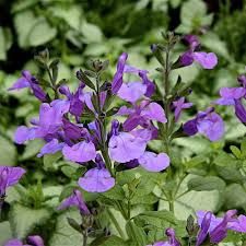 Salvia x So Cool Violet