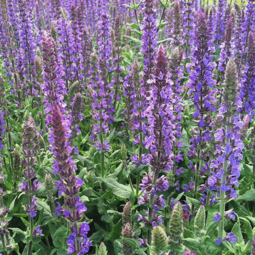 Salvia superba Blue Queen