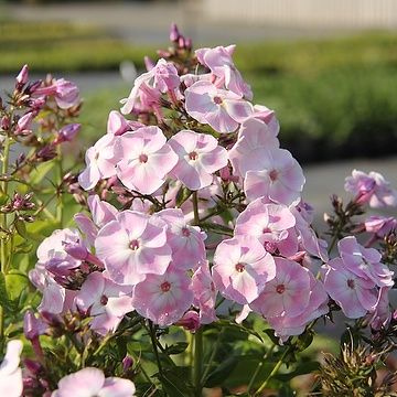 Phlox Mother of Pearl