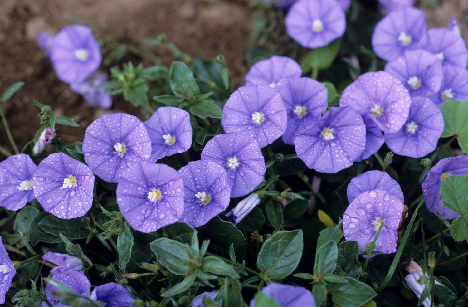 Convolvulus sabatius