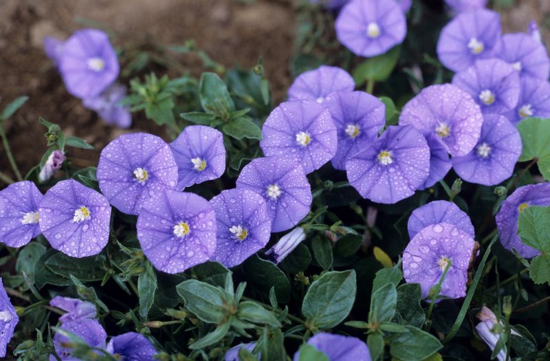 Convolvulus sabatius