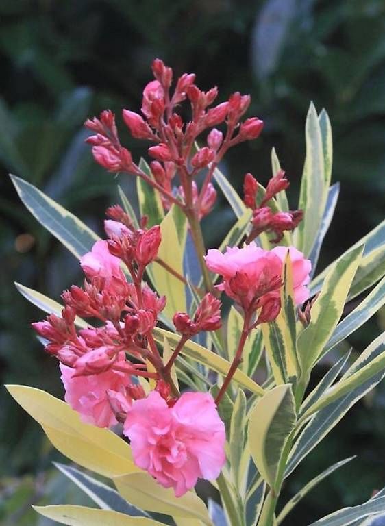 Nerium oleander Variegatum