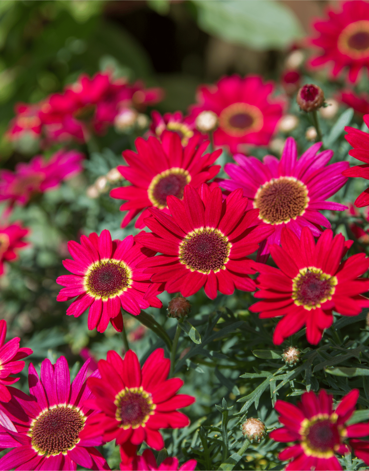Argyranthemum Grandaisy Sunset -1Ltr