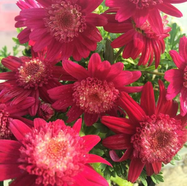 Argyranthemum Cranberry Punch - 1.4Ltr