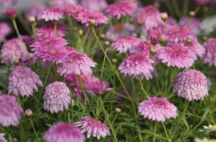 Argyranthemum Double Pink