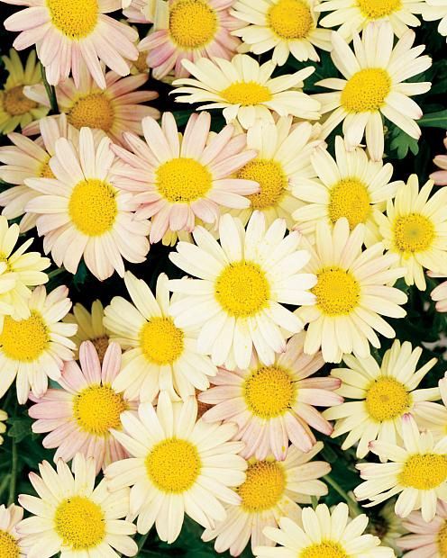 Argyranthemum Moonberry - 1.4Ltr