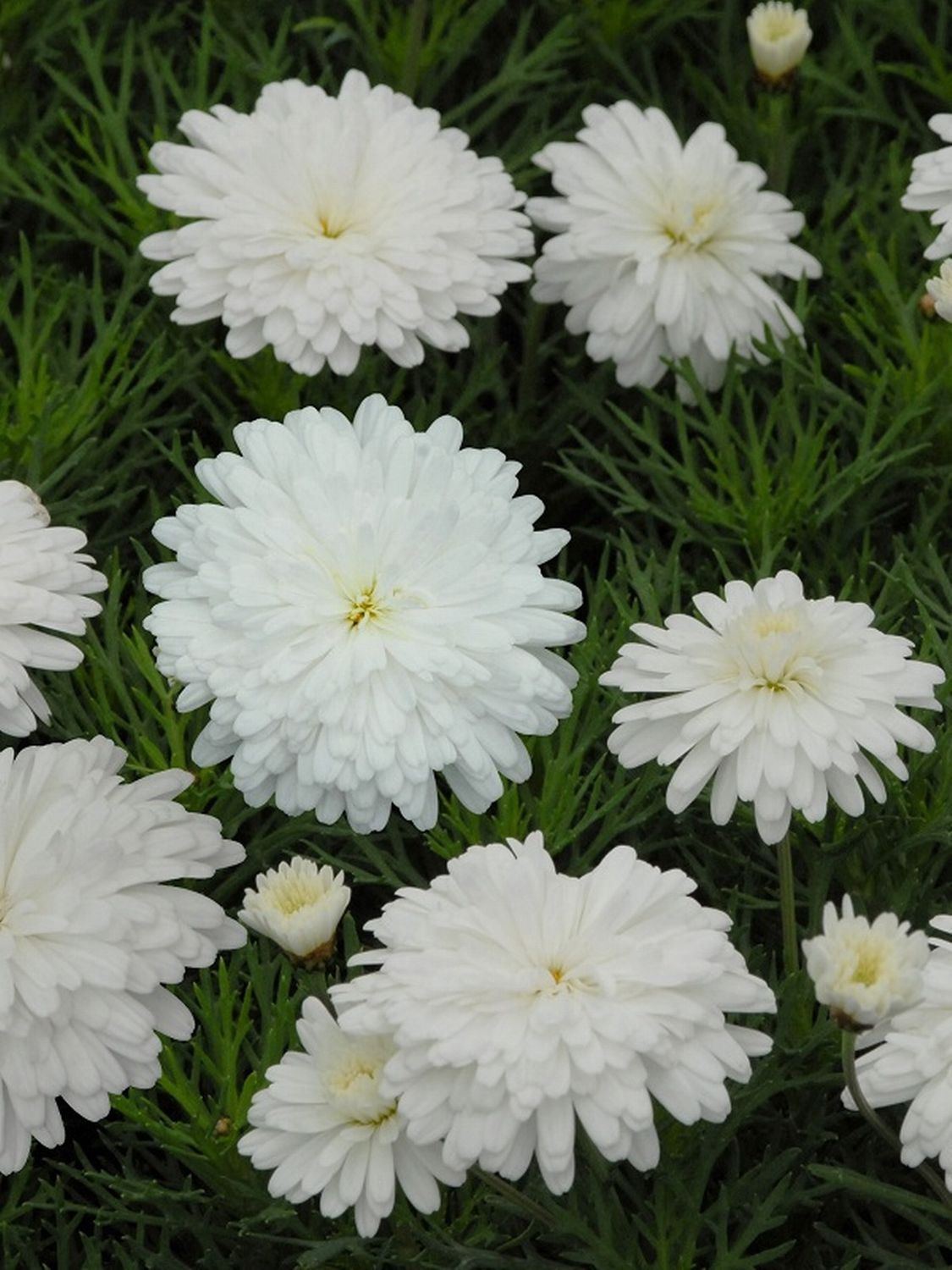 Argyranthemum Snow Crystals - 1.4Ltr