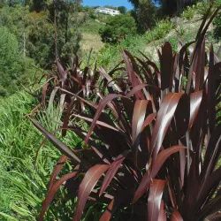 Phormium t. Majestic Rage