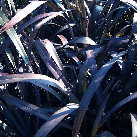 Phormium t. Taya