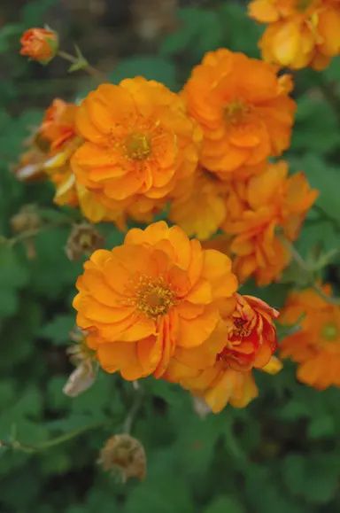 Geum Fire Storm - 1.5L (15/30)
