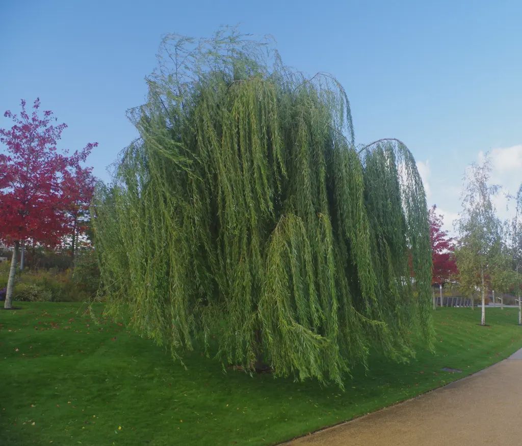 Salix matsudana Pendula - Weeping Willow