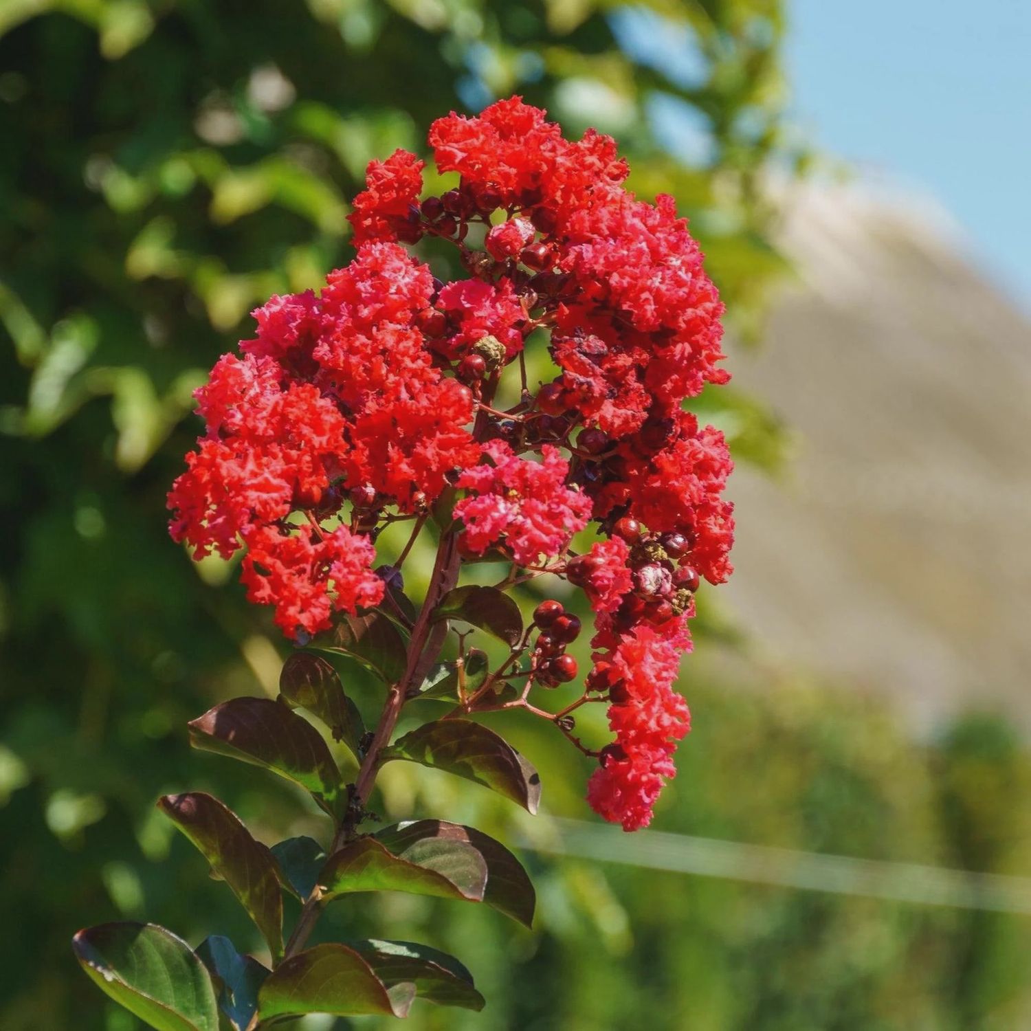 Lagerstroemia x Red Hot - PVR