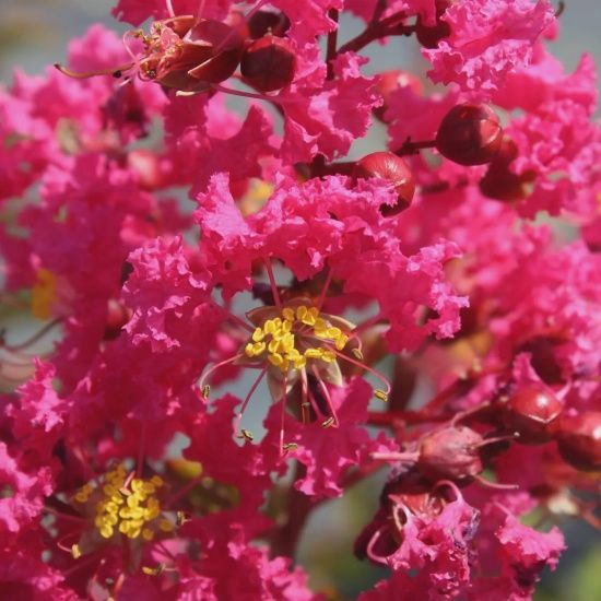 Lagerstroemia i. Saint Emilion