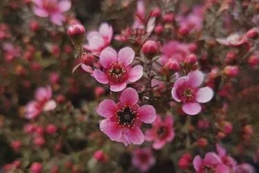 Leptospermum Ruru