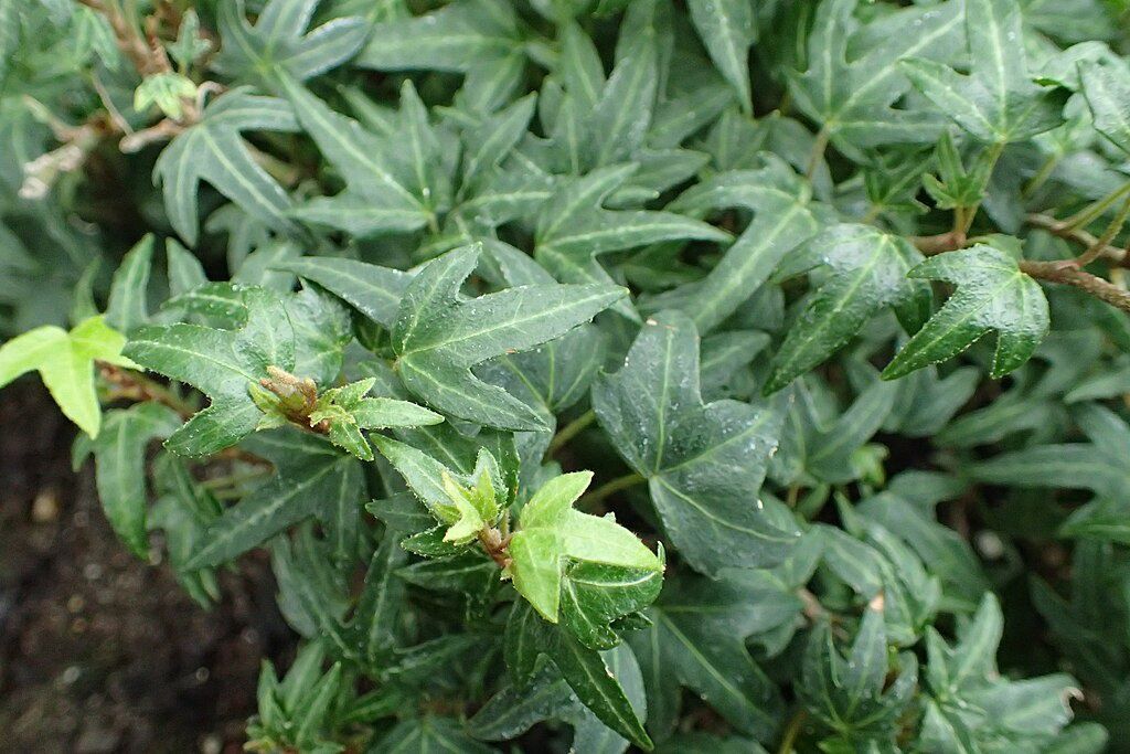 Hedera helix Needlepoint, English Ivy - Pb12 (40/60)