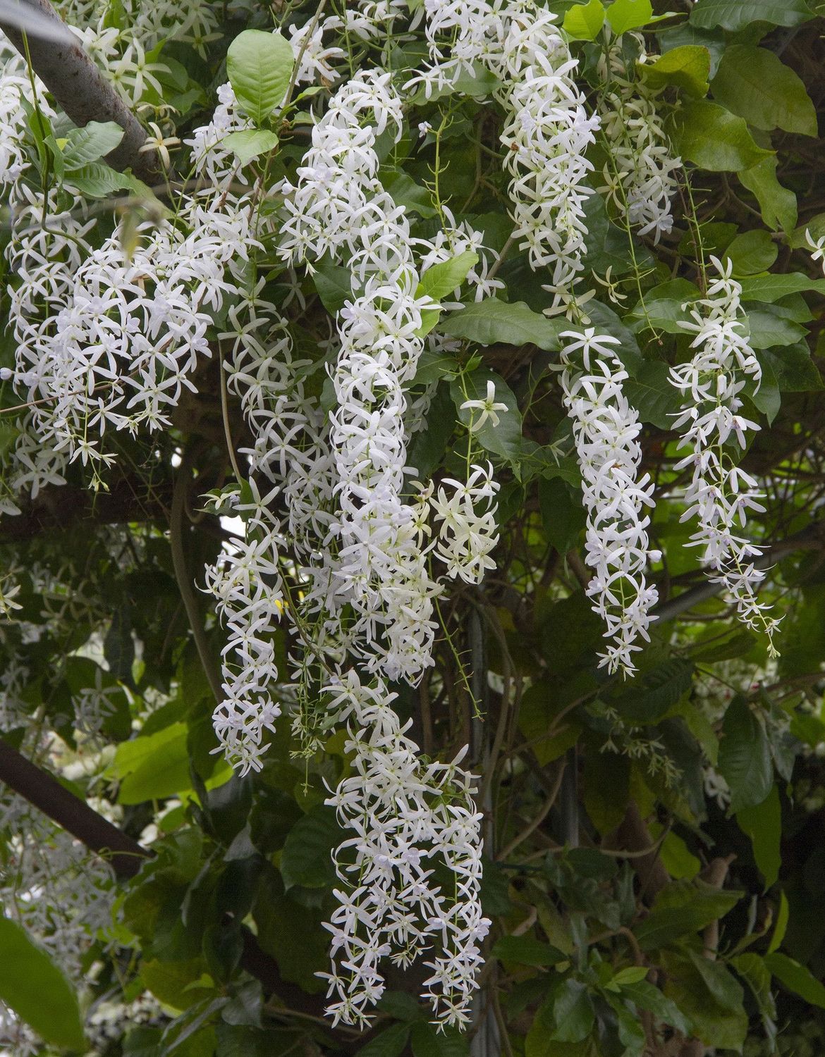 Petrea volubilis Snow Stars