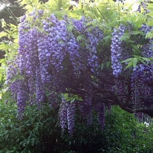 Wisteria Ed's Blue Dragon