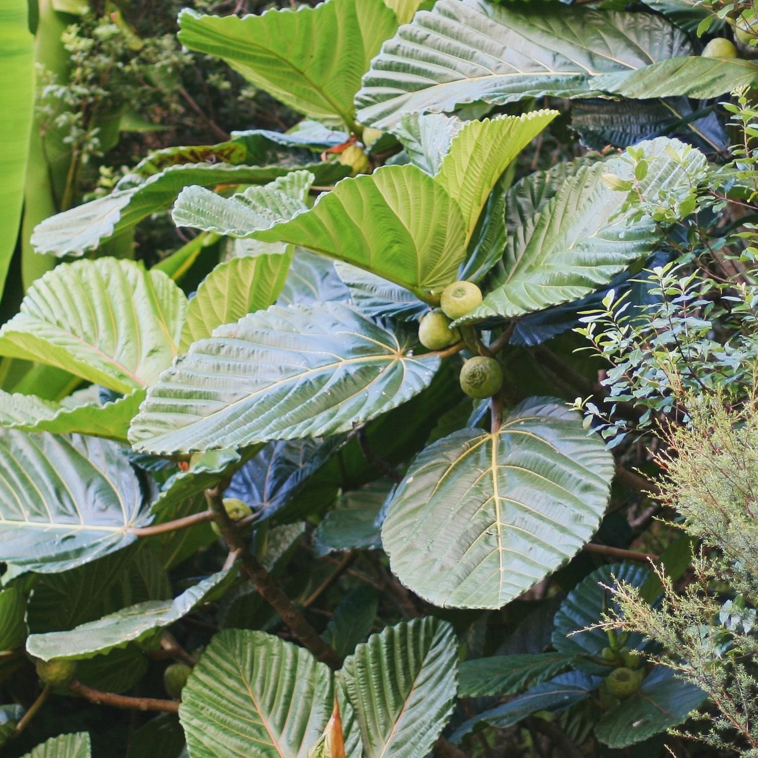 Ficus dammaropsis, Kapiak / Dinner Plate Fig
