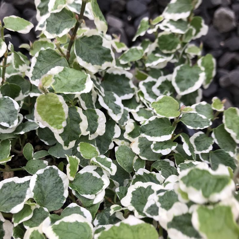 Ficus pumila Frosty - 1.5L