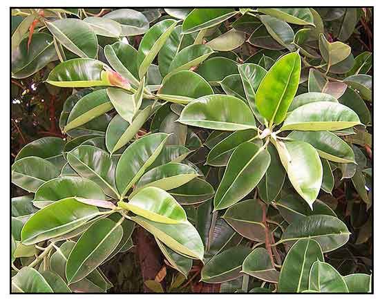 Ficus stipulosa - 2.5L