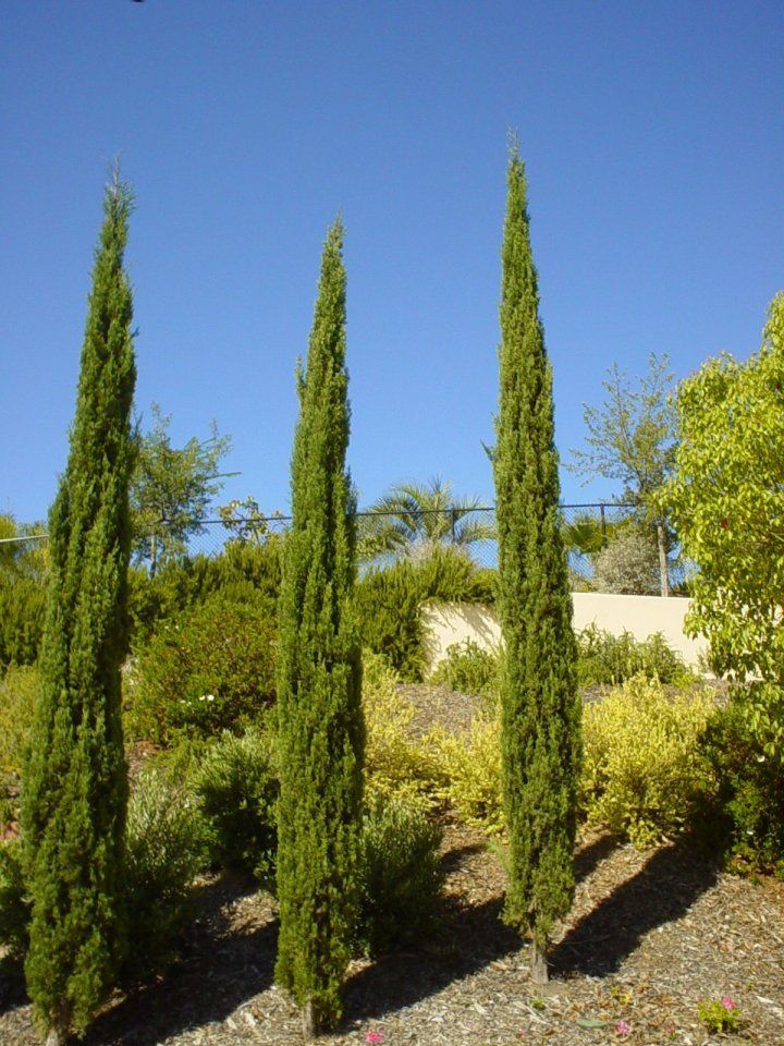 Cupressus s. Stricta 25ltr 1.8m