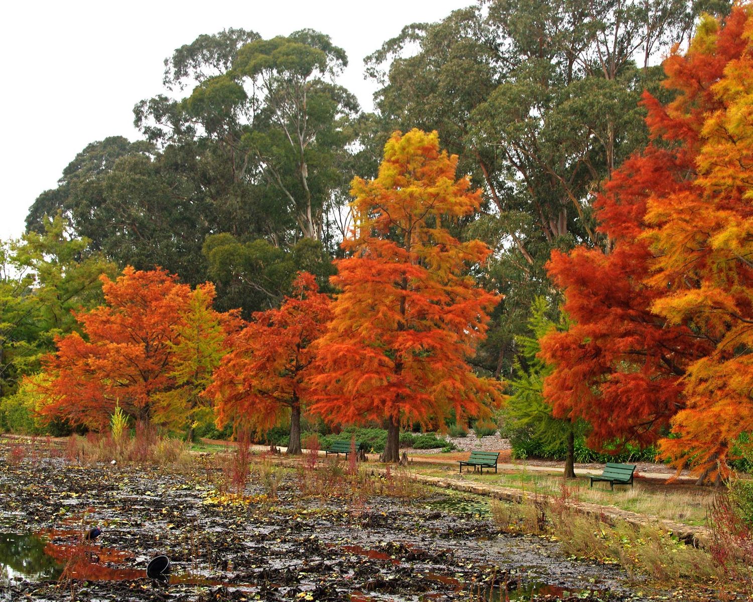 Taxodium distichum, Bald Cypress - Pb6.5