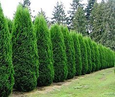 Thuja plicata- pot