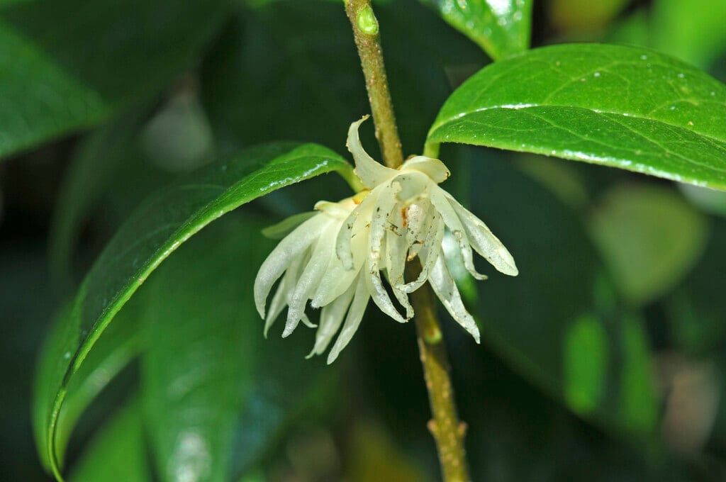 Chimonanthus nitens - Pb6.5 (130/200)