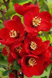 Chaenomeles Mrs Murphy