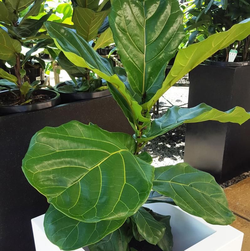 Fiddle Leaf Fig Indoor Plants - 1.5ltr