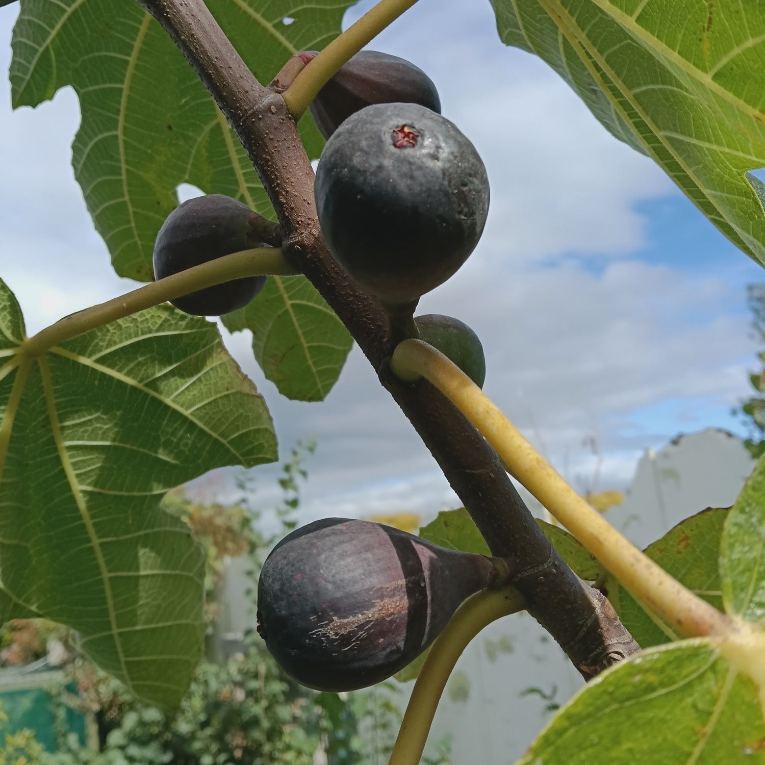 Fig Brunoro Black - Pb6.5 (30/40)