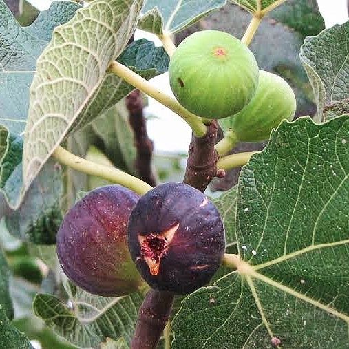 Fig Malta