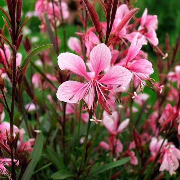 Gaura Ballerina Blush