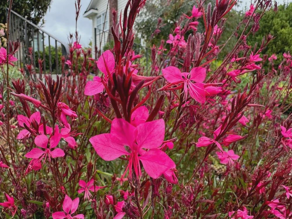 Gaura Steffi DarkRose