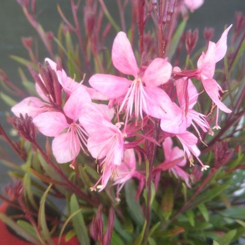 Gaura Steffi Grace Compact