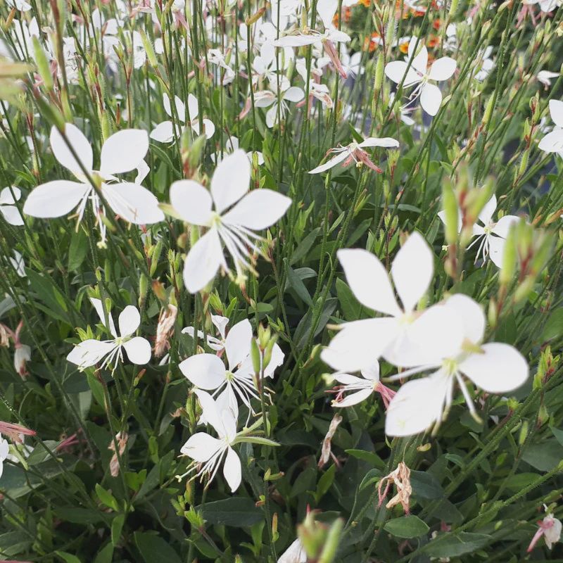Gaura Steffi Snow
