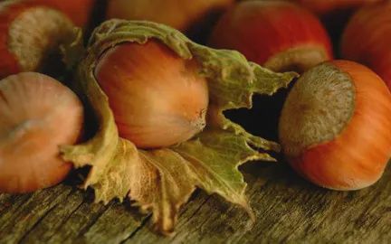 Hazelnut Barcelona Pb6.5