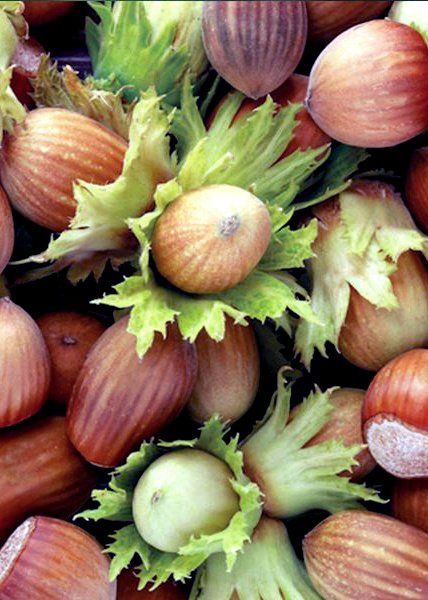 Hazelnut Whiteheart - PB6.5