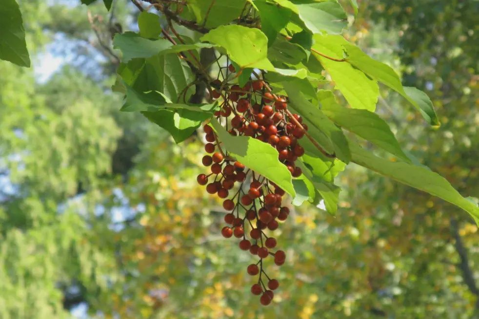 Idesia (female) - Pb28/40